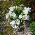 Lewisia_nevadensis_10.05.2018
