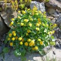Ranunculus_ficaria__Collarette__22.04.2018