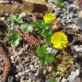 Ranunculus_montanus__Miss_Austria__14.04.2018