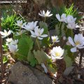 Sanguinaria_canadensis_14.04.2018