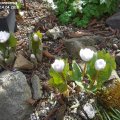 Sanguinaria_canadensis__Multiplex__14.04.2018