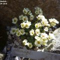 Saxifraga_Allendale_Harvest_14.04.2018
