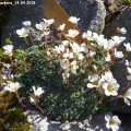 Saxifraga_Barbara_14.04.2018