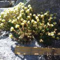 Saxifraga_Jason_07.04.2018