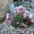 Saxifraga__irvingi_jenkinsae_07.04.2018