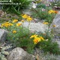 Senecio_abrotanifolius_ssp._Tyrolensis_Alpenkreuzkraut_02.06.2018