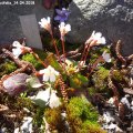 Shortia_galacifolia_14.04.2018
