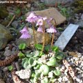 Soldanella_hungarica_ssp._Hungarica_