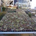 Sempervivumsammlung_Tische_27.02.2019