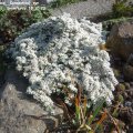 Aster_speciosa__Connecticut_syn.__Aster_pansus__Snowflurry_18.10.2019