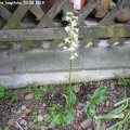 Cephalanthera_longifolia_20.06.2019