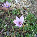 Crocus_sativus_-_Safrankrokus_18.10.2019