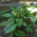 Erythronium_Condo_20.04.2019