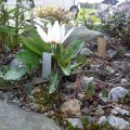 Erythronium_Snowflake_07.04.2019