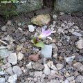 Erythronium_sibiricum_13.04.2019