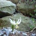 Erythronium_sibiricum_ssp.altaicum_29.03.2019