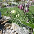Fritillaria_meleagris_Mix_20.04.2019