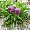 Fritillaria_meleagris_rot_13.04.2019