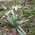 Galanthus_hybr._âBlonde_Ingeâ_04.03.2019