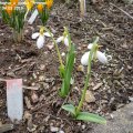 Galanthus_plicatus_x_nivalis_âPrimrose_Warburgâ_04.03.2019
