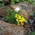 Genista_depressa_11.05.2019