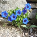 Gentiana_acaulis_05.05.2019