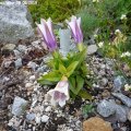 Gentiana_clusii_alba_05.05.2019