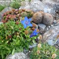 Gentiana_dinarica_15.09.2019