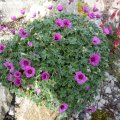 Geranium_cinereum_Purple_Pillow_05.05.2019