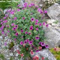 Geranium_cinereum_Purple_Pillow_18.05.2019