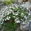 Gypsophila_cerastioides_26.05.2019