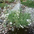 Gypsophila_repens_WeiÃ_29.07.2019