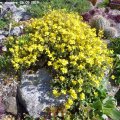 Helianthemum_alpestre_26.05.2019