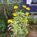 Heliopsis_helianthoides_var._scabra__Loraine_Sunshine_14.07.2019