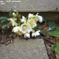 Helleborus_niger__HGCÂ®_WintergoldÂ®___04.03.2019