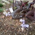 Hepatica_04.03.2019