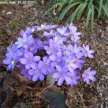 Hepatica_Christa_Kahl_29.03.2019
