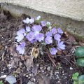 Hepatica_nobilis_17.03.2019