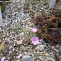 Hepatica_nobilis_rosea_05.04.2019