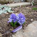 Hyacinthus_orientalis_multiflora_04.03.2019