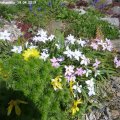 Ipheion_uniflorumMix_19.04.2019