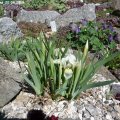 Iris_lutescens_20.04.2019
