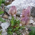 Iris_mellita_var._rubromarginata_24.04.2019