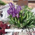Iris_pumila-Form(_Iris_taurica_ssp._Bordovyi)_19.04.2019
