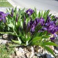Iris_pumila_19.04.2019
