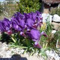 Iris_pumila_ssp._attica_19.04.2019