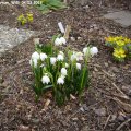 Leucojum_vernum_Willi_04.03.2019__