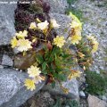 Lewisia_cotyledon_gelbe_Auslese_24.04.2019