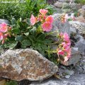 Lewisia_rote_Auslese_05.05.2019