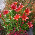 Lilium_londrina_21.06.2019